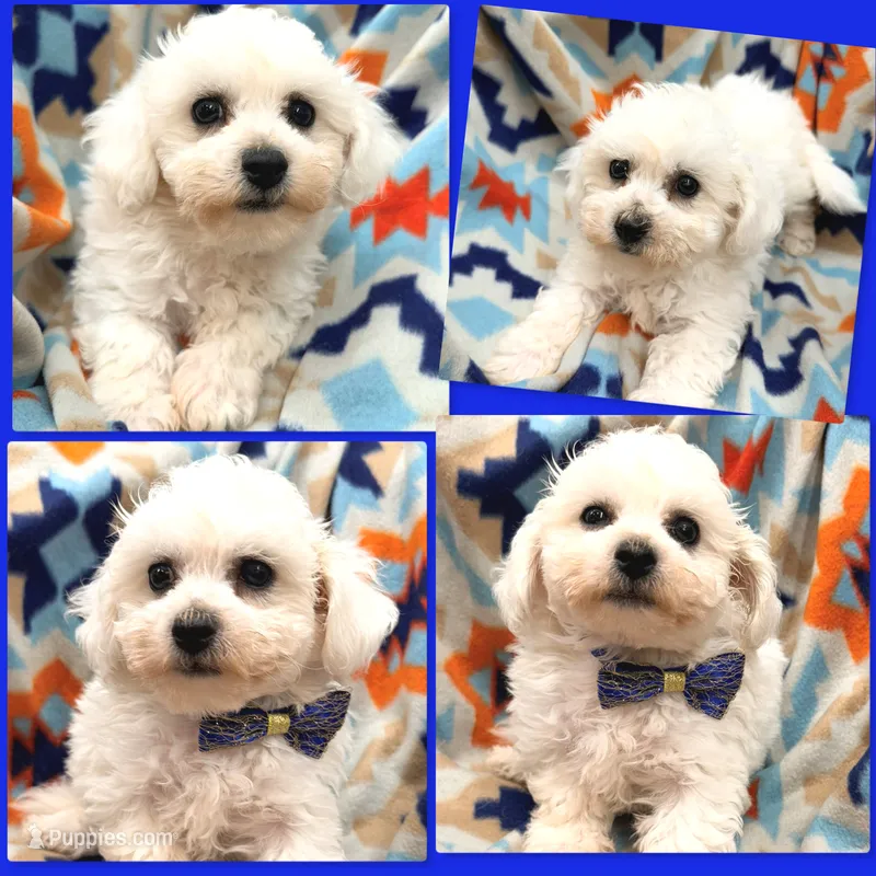 AKC Cloe's Male – Bichon Frise puppy for sale in Xenia, IL