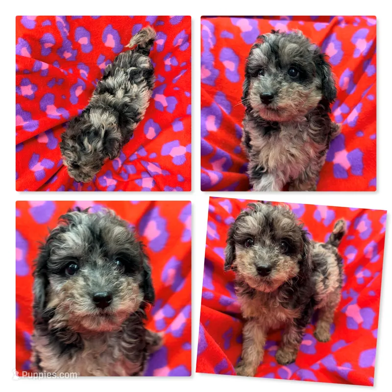 AKC Jane's Female #2 – Poodle - Toy  puppy for sale in Xenia, IL