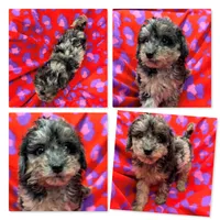AKC Jane's Female #2, a female Poodle - Toy  for sale in Xenia, IL – 1 of 1