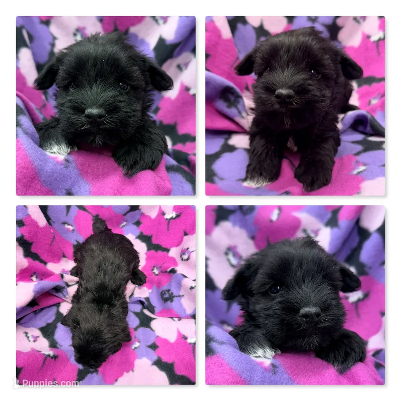 AKC Rina's Female #1