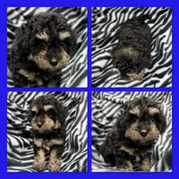 AKC BodyGuard's Male Puppy, a male Bichpoo for sale in Xenia, IL – 1 of 1