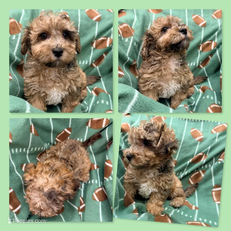 Lizzie's ShichonPoo Male #1, a male Poodle - Toy  and Shichon for sale in Xenia, IL – Photo 1 of 1