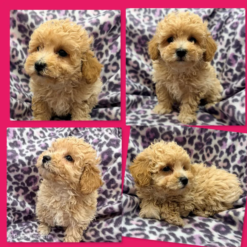 AKC Vivian's Female #2