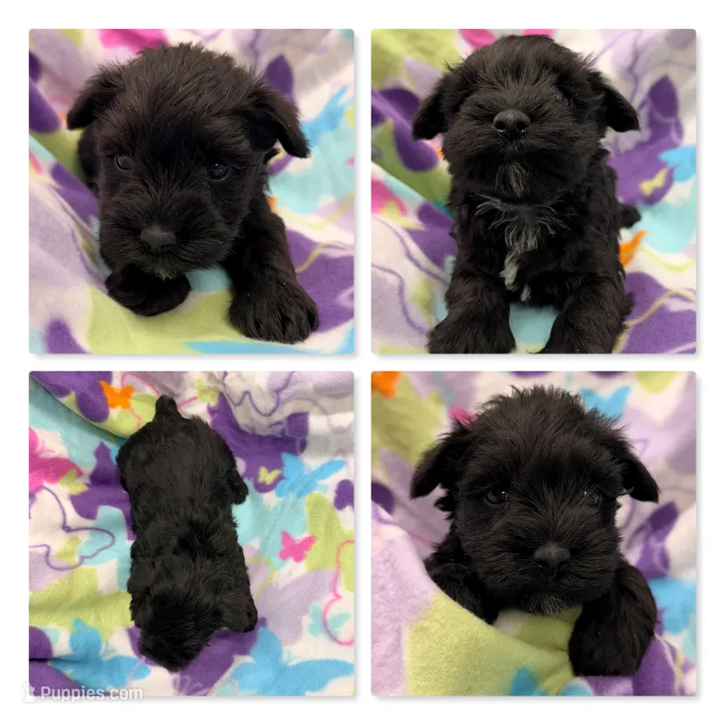 AKC Rina's Female #4