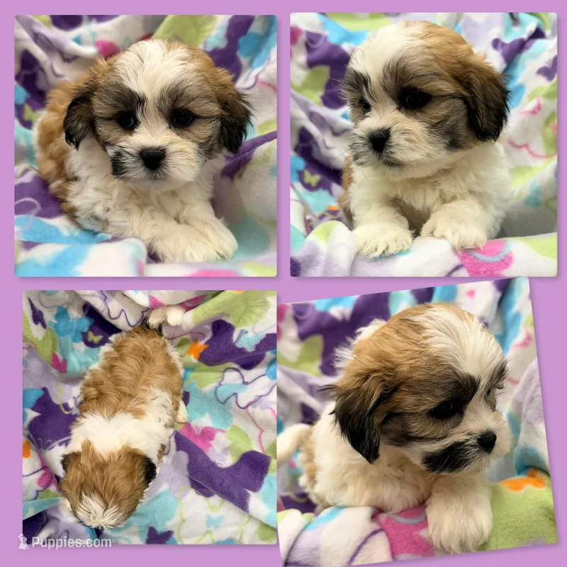 AKC Lilala's Female #1 – Shichon puppy for sale in Xenia, IL