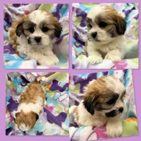 AKC Lilala's Female #1, a female Shichon for sale in Xenia, IL – 1 of 1