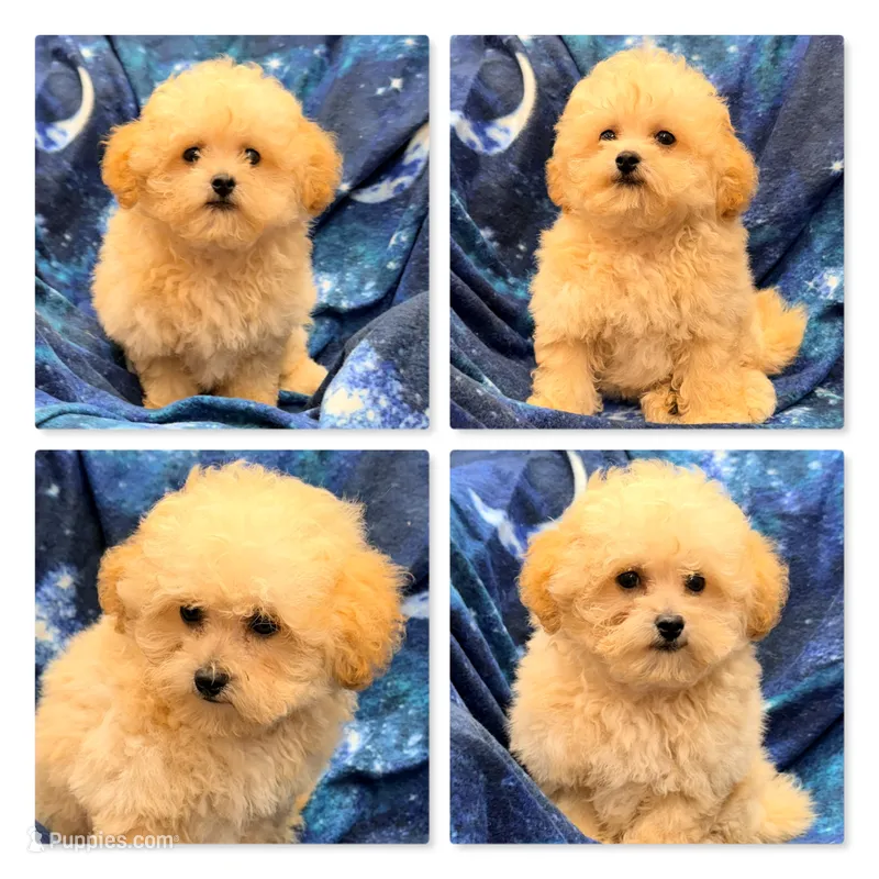 AKC Thalia's Tiny Male #3 – Bichpoo puppy for sale in Xenia, IL