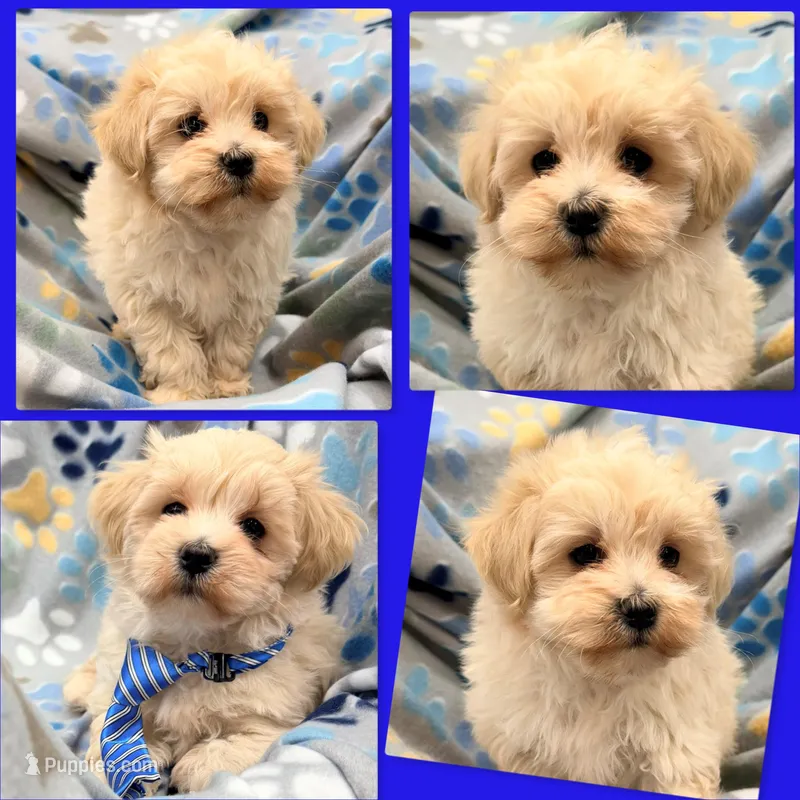 AKC Holly's Boy – Maltipoo puppy for sale in Xenia, IL