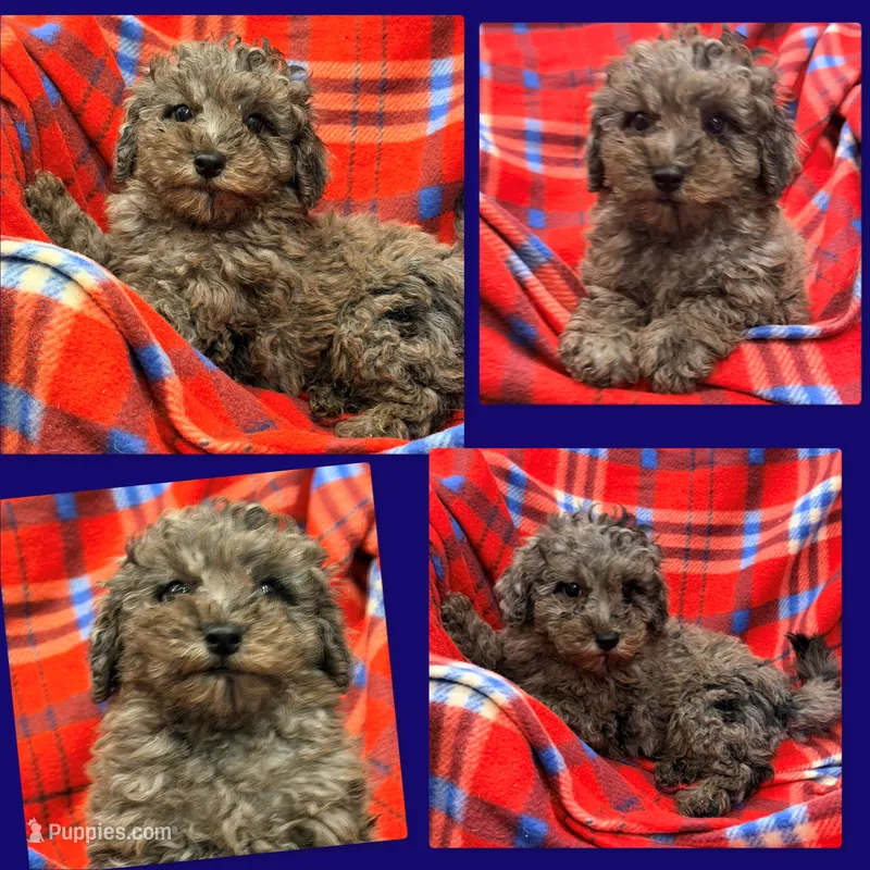 AKC Millie's Male #2 – Poodle - Miniature  puppy for sale in Xenia, IL