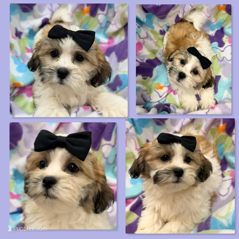 AKC Lilala's Female #1 – Shichon puppy for sale in Xenia, IL