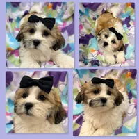 AKC Lilala's Female #1, a male Shichon for sale in Xenia, IL – 1 of 1