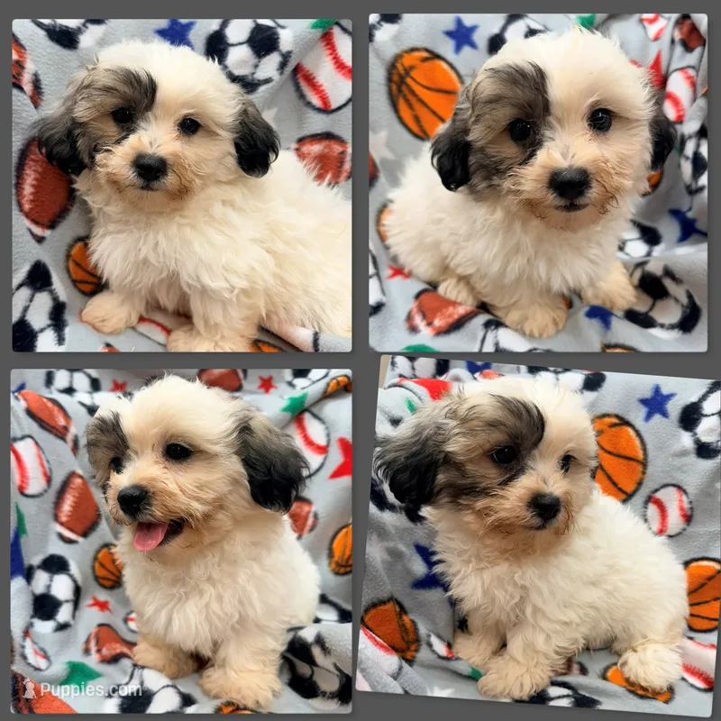 AKC Adi's Male – Shichon puppy for sale in Xenia, IL