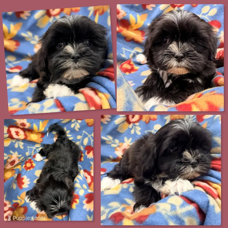 AKC Ambrosia's Female #2 – Mal Shi puppy for sale in Xenia, IL