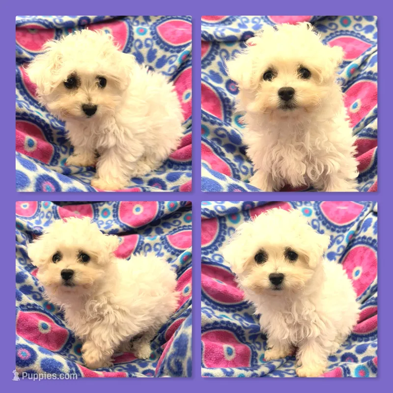 AKC Shimmer's Tiny Female – Bichon Frise puppy for sale in Xenia, IL