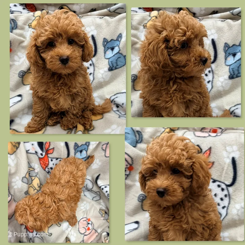 AKC Maya's Male #3 – Poodle - Toy  puppy for sale in Xenia, IL
