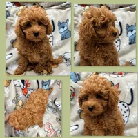 AKC Maya's Male #3, a male Poodle - Toy  for sale in Xenia, IL – 1 of 1