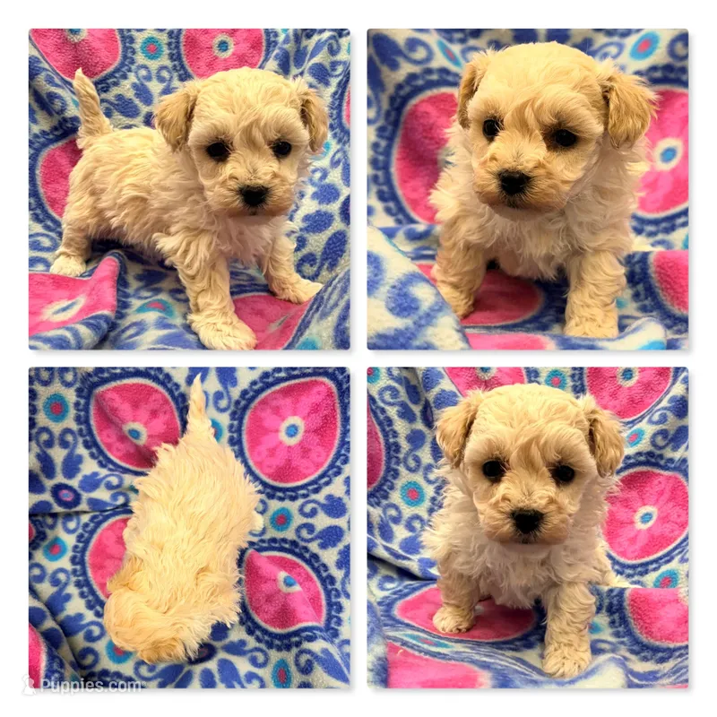 AKC Echo's Female #3