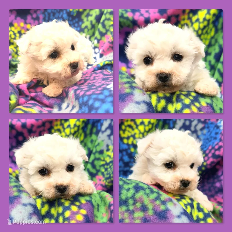 AKC Shimmer's Female