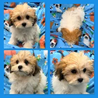 AKC Peace's Male #1, a male Shichon for sale in Xenia, IL – 1 of 1