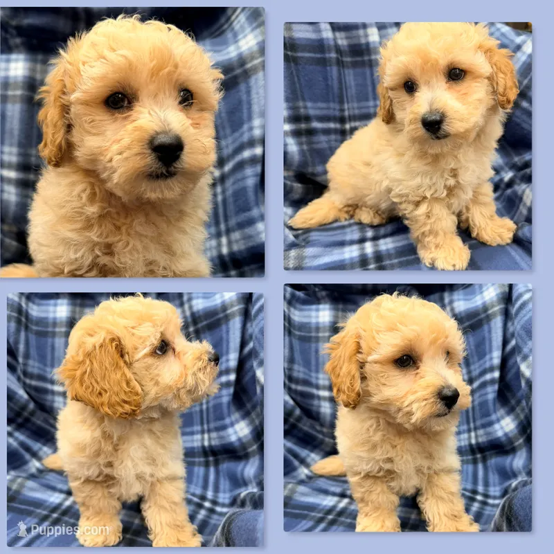 AKC Thalia's Male #1 – Bichpoo puppy for sale in Xenia, IL
