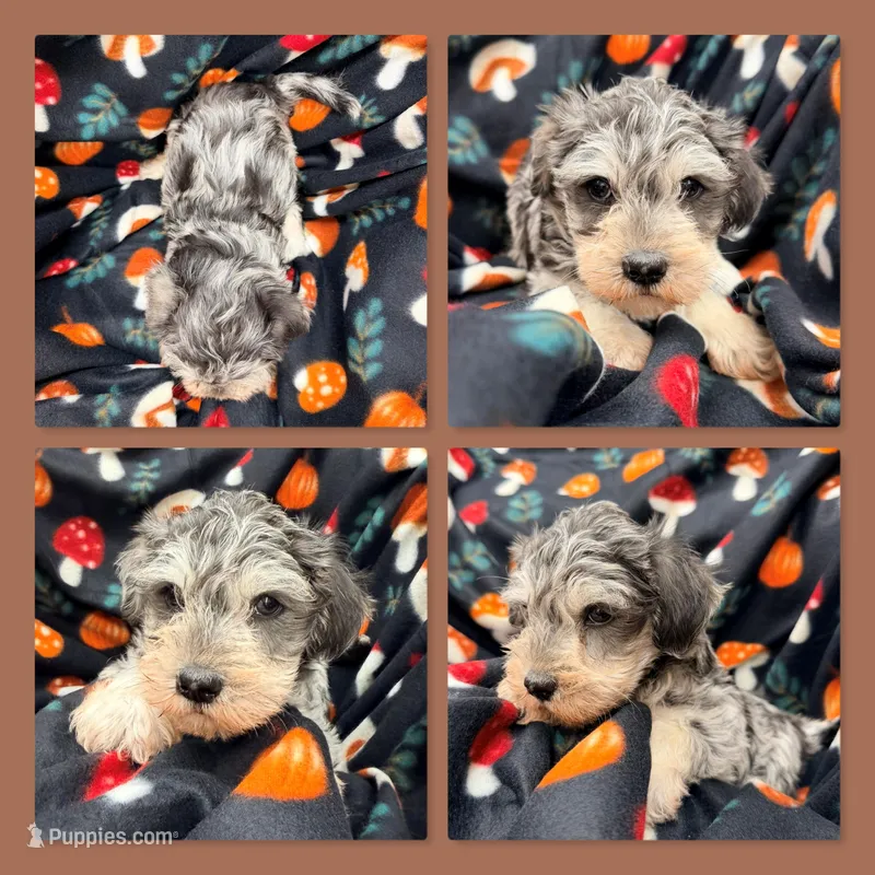 AKC Gabriella's Tri Blue Male – Schnoodle puppy for sale in Xenia, IL