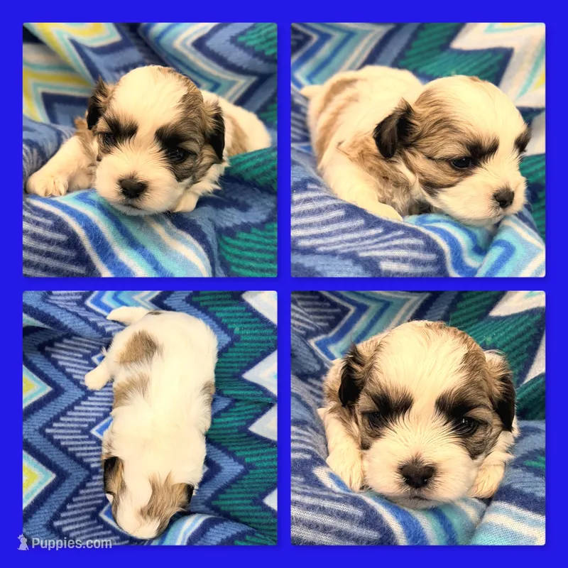 AKC Mauve's Male #2 – Shichon puppy for sale in Xenia, IL