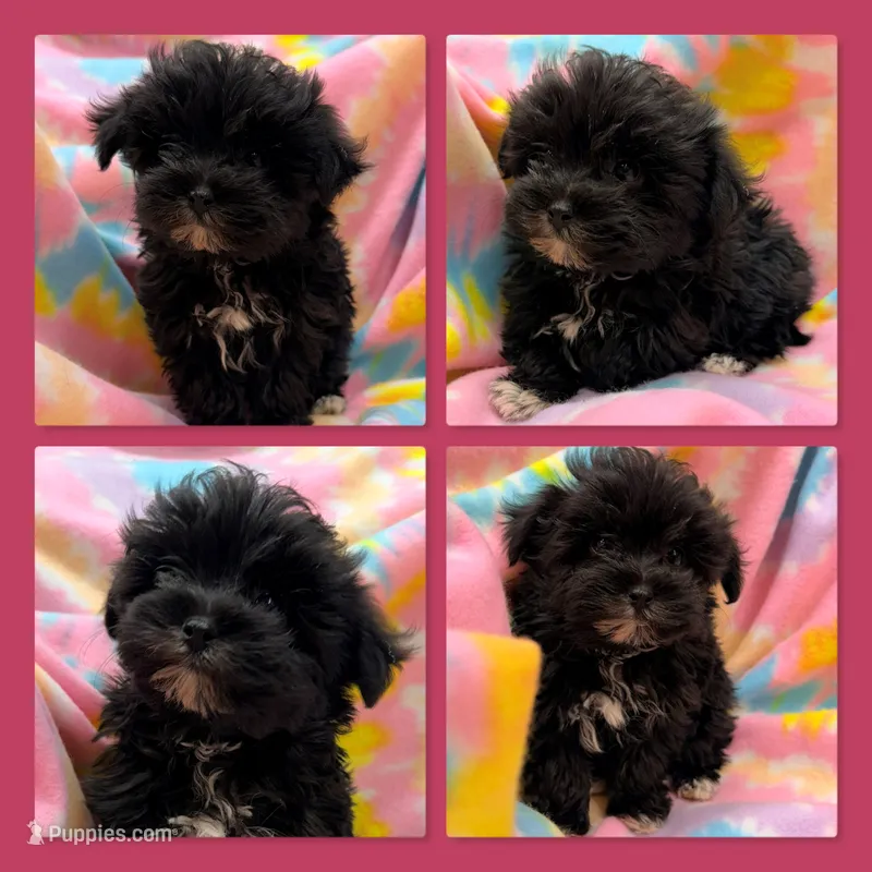 AKC Xey's Toy Little Girl