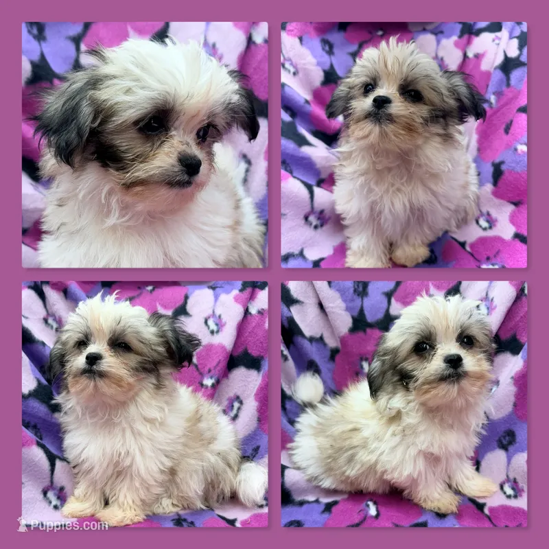 AKC Adi's Female #2 – Shichon puppy for sale in Xenia, IL