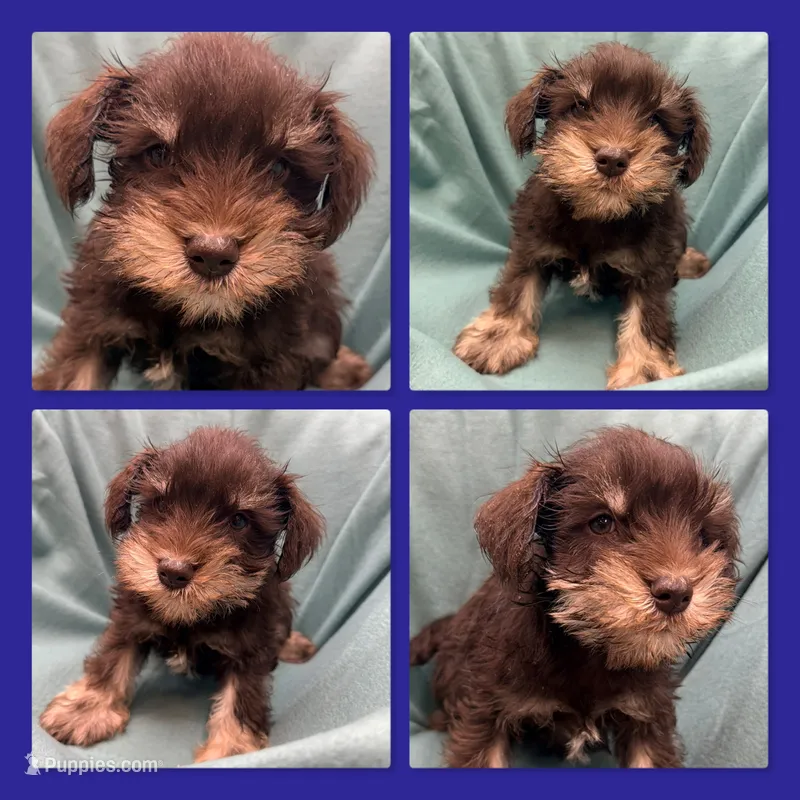 AKC Lilac's Male #2 – Miniature Schnauzer puppy for sale in Xenia, IL