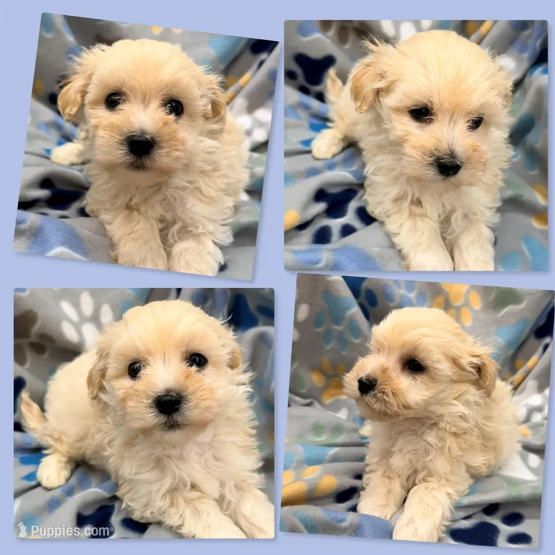 AKC Vickie's Male #1 – Maltipoo puppy for sale in Xenia, IL