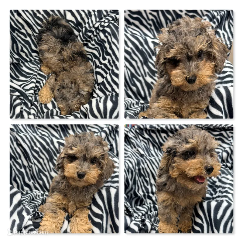 AKC Millie's Boy #1 – Poodle - Toy  puppy for sale in Xenia, IL