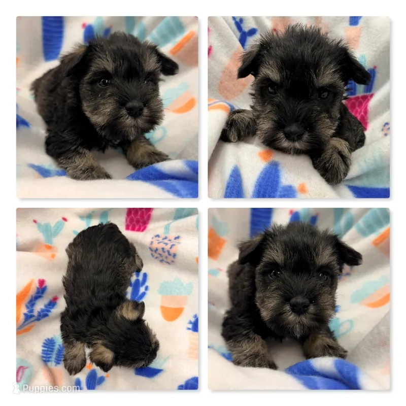 AKC Rina's Female #2