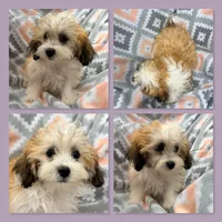 AKC Sugar's Female #1, a female Shichon for sale in Xenia, IL – 1 of 1