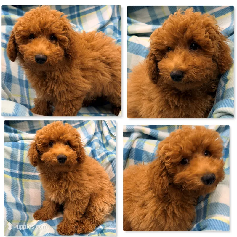 AKC Iris's Deep Red Male #2 – Poodle - Toy , Poodle - Miniature  puppy for sale in Xenia, IL