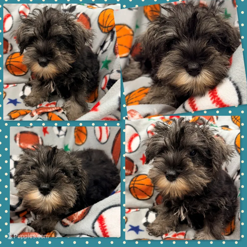 AKC Margaret's Small Male #3 – Miniature Schnauzer puppy for sale in Xenia, IL