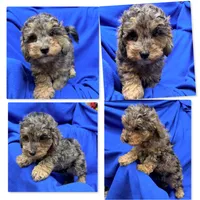 AKC Millie's Boy #1, a male Poodle - Toy  for sale in Xenia, IL – 1 of 1