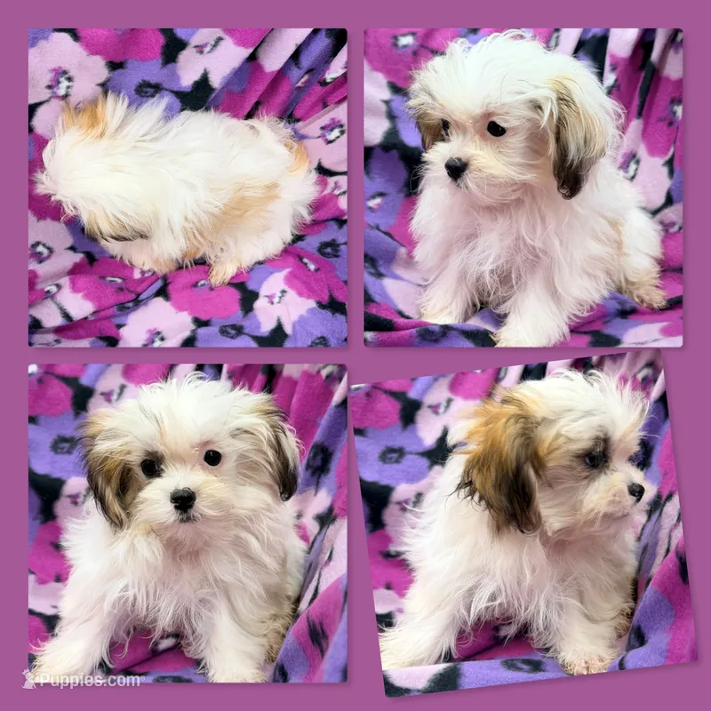 AKC Sugar's Female #3 – Shichon puppy for sale in Xenia, IL