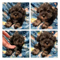 AKC Margaret's Female , a female Miniature Schnauzer for sale in Xenia, IL – 1 of 1