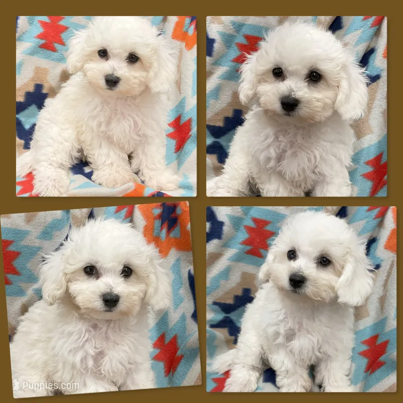 AKC Cloe's Small Male – Bichon Frise puppy for sale in Xenia, IL