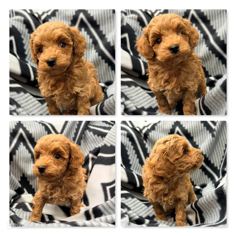 AKC Maya's Male #2 – Poodle - Toy  puppy for sale in Xenia, IL