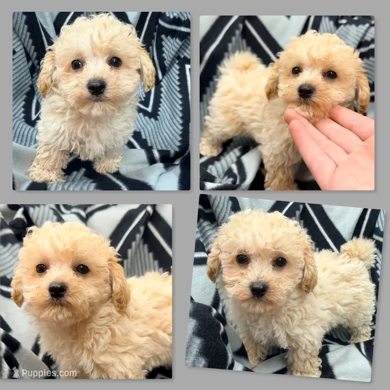 AKC Thalia's Male #2 – Bichpoo puppy for sale in Xenia, IL