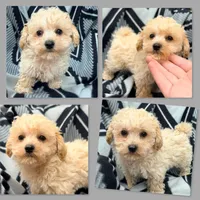 AKC Thalia's Male #2, a male Bichpoo for sale in Xenia, IL – 1 of 1