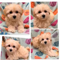 AKC Vickie's Toy Female #2, a female Maltipoo for sale in Xenia, IL – 1 of 1