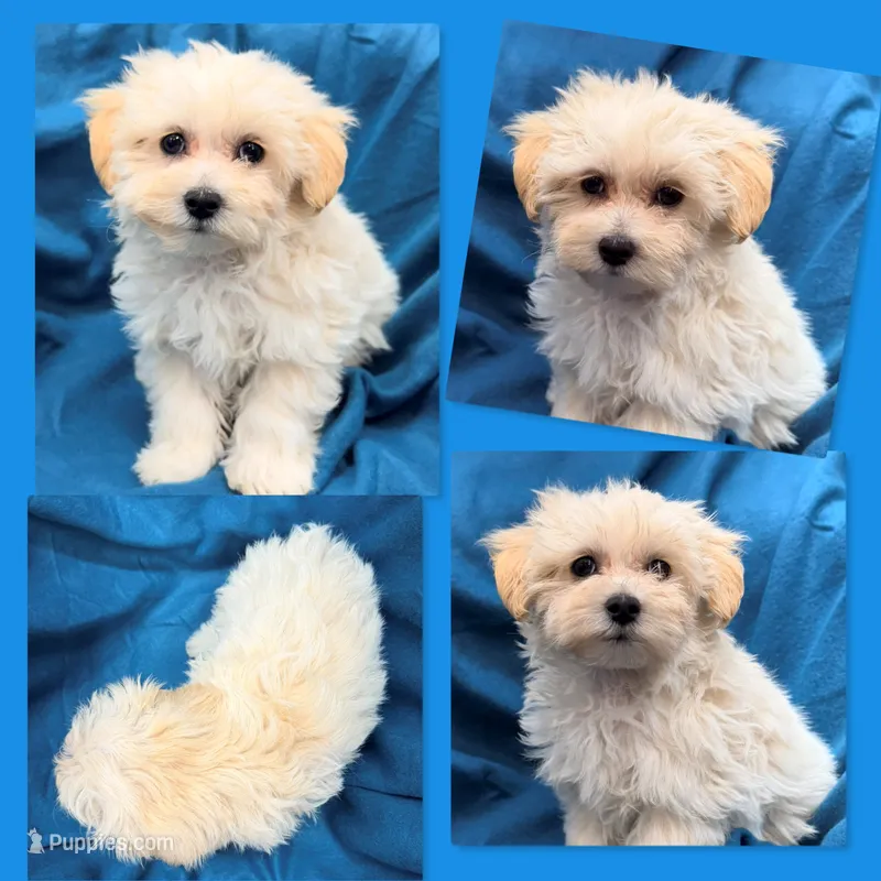 AKC Vickie's Male #2 – Maltipoo puppy for sale in Xenia, IL