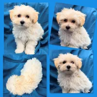 AKC Vickie's Male #2, a male Maltipoo for sale in Xenia, IL – 1 of 1