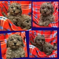 AKC Millie's Boy #2, a male Poodle - Toy  for sale in Xenia, IL – 1 of 1