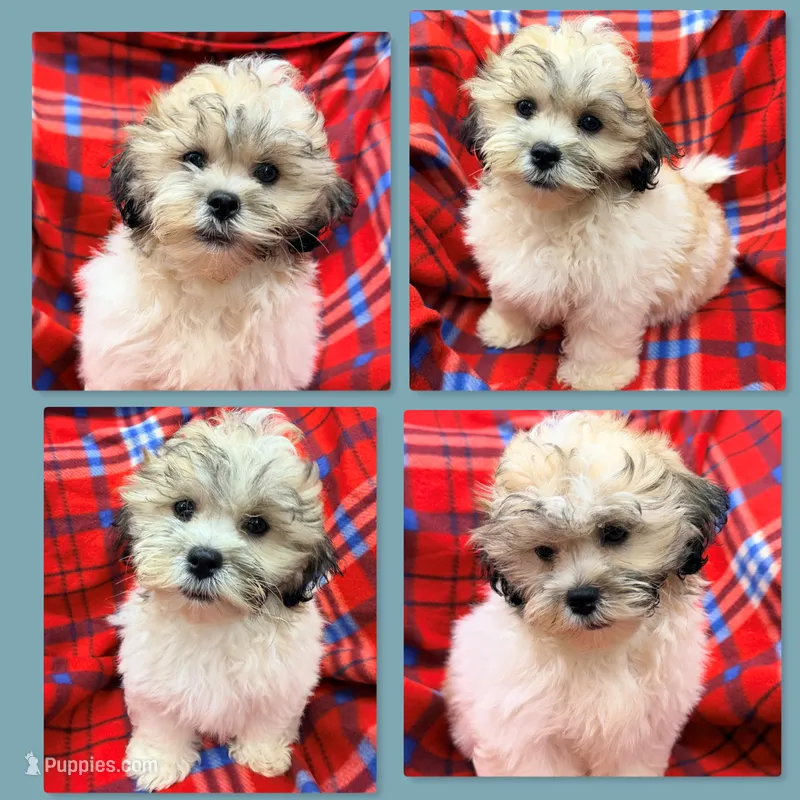 AKC Lilala's Male – Shichon puppy for sale in Xenia, IL