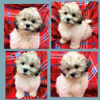 AKC Lilala's Male, a male Shichon for sale in Xenia, IL – 1 of 1