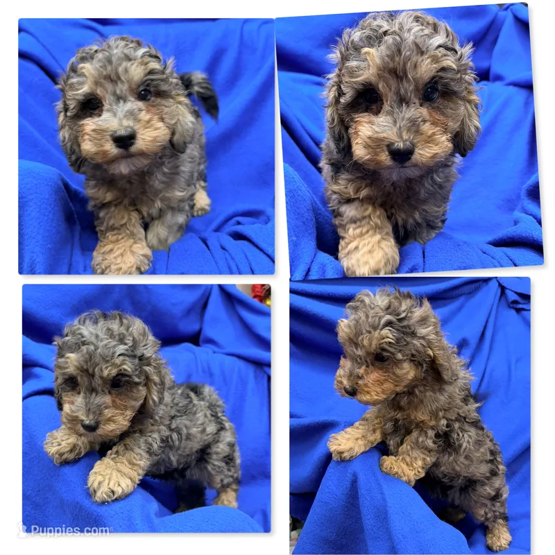 AKC Millie's Male #1 – Poodle - Miniature  puppy for sale in Xenia, IL