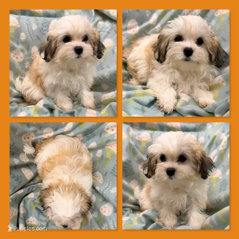 AKC Sugar's Female #4 – Shichon puppy for sale in Xenia, IL